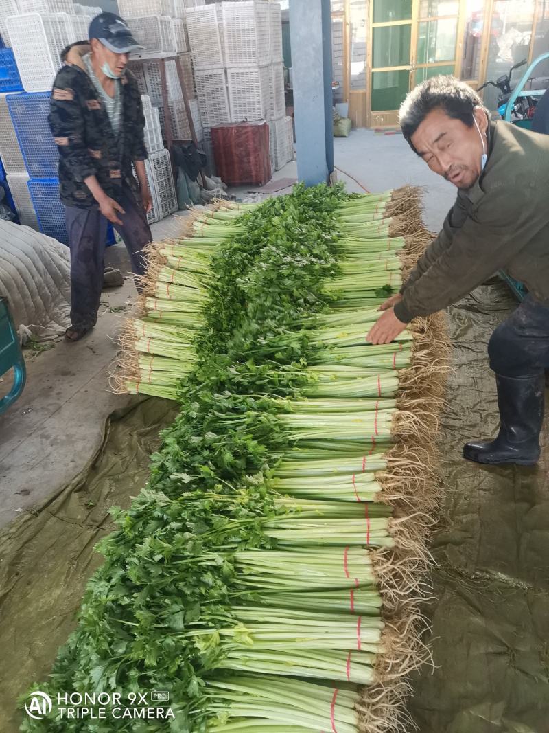 优质香芹，种植面积大，货源充足，高度55公分左右，质量好