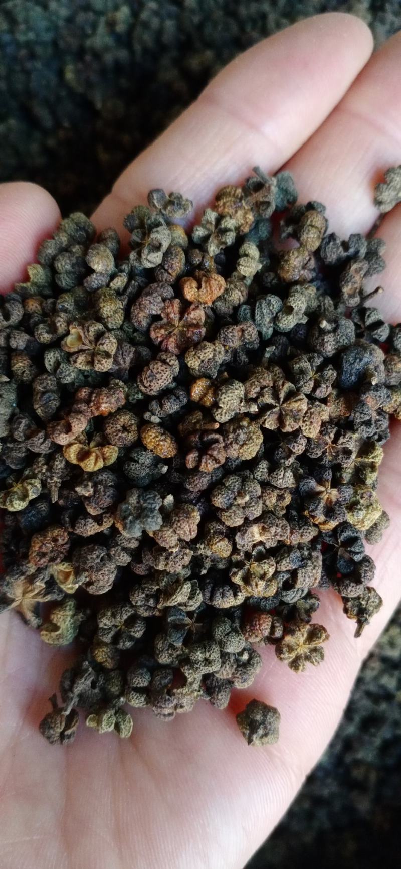 吴茱萸，吴萸，各种等级，中药材批发，按方抓药，超微粉加工