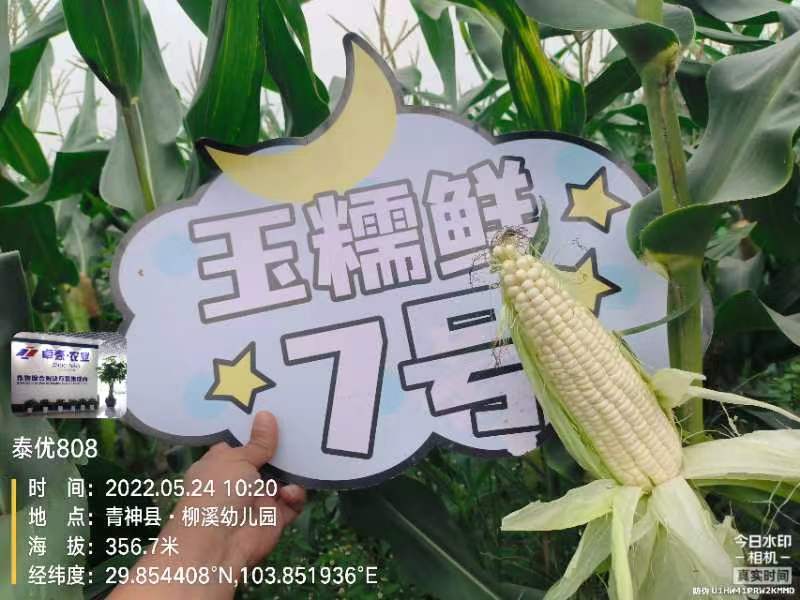 基地白甜糯玉米