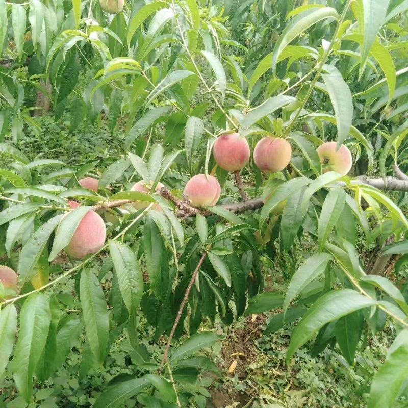 春蜜成熟欢迎订购