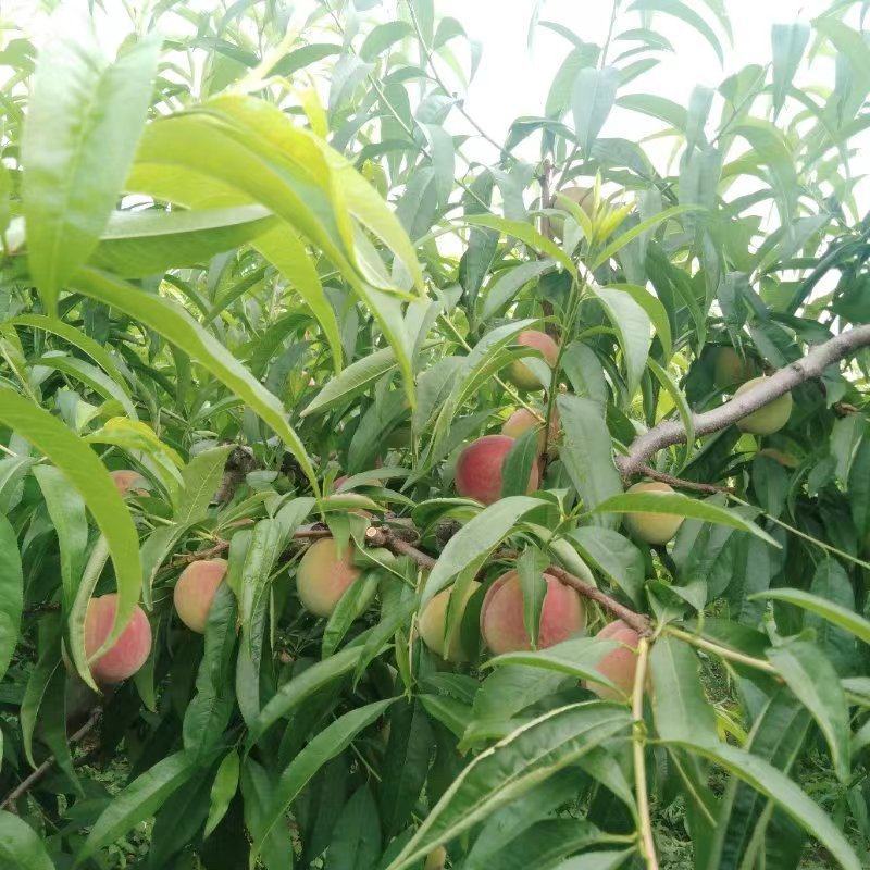 春蜜成熟欢迎订购