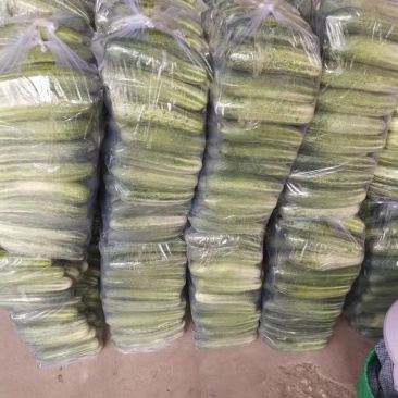 精品旱黄瓜，当天采摘，当天发货