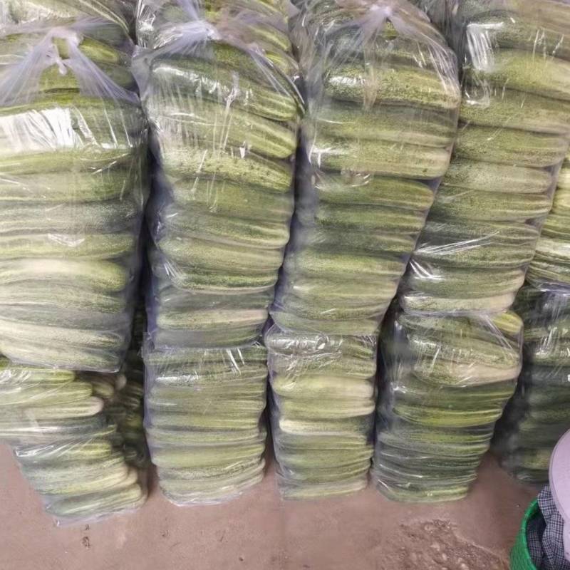 精品旱黄瓜，当天采摘，当天发货