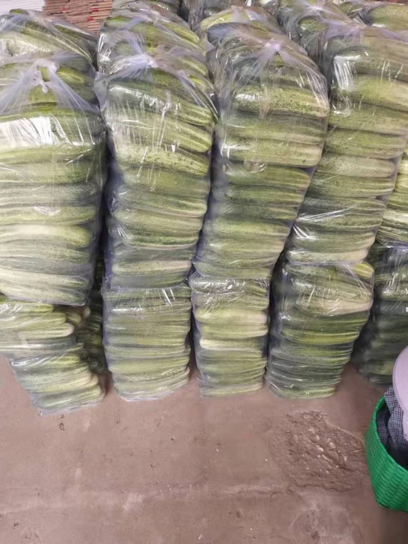 精品旱黄瓜，当天采摘，当天发货