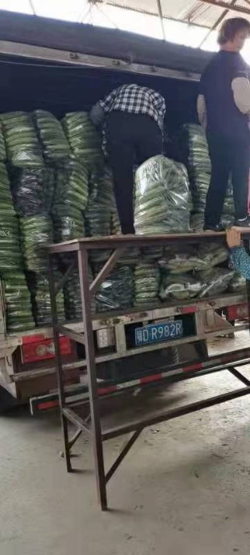 精品旱黄瓜，当天采摘，当天发货
