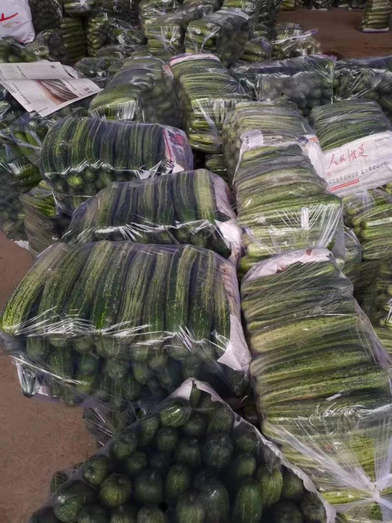 精品旱黄瓜，当天采摘，当天发货