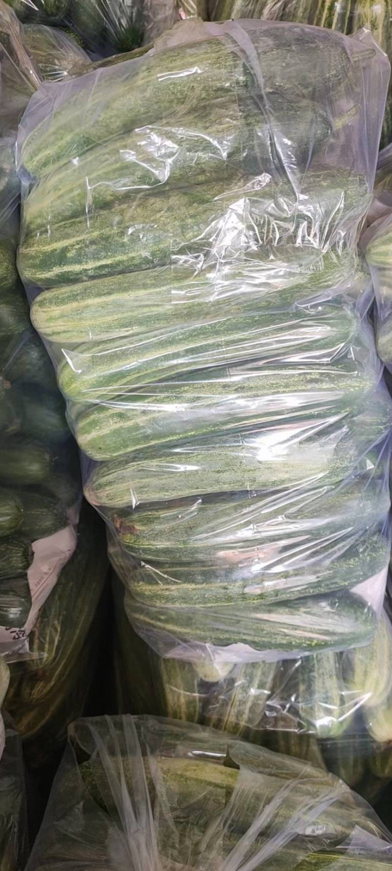 精品旱黄瓜，当天采摘，当天发货