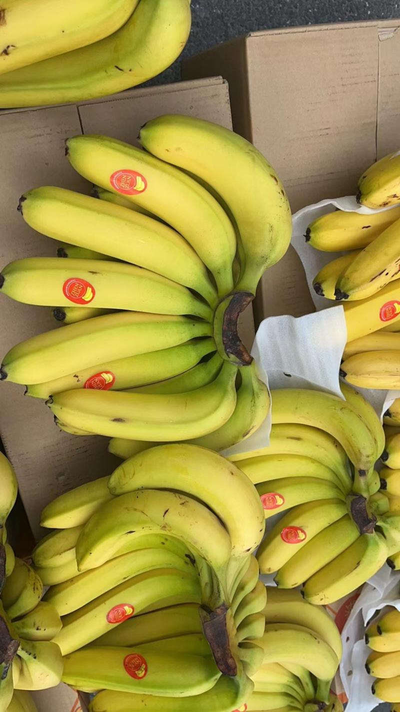 菲律宾进口香蕉、青蕉二黄蕉大量现货、保质保量口感软糯香甜