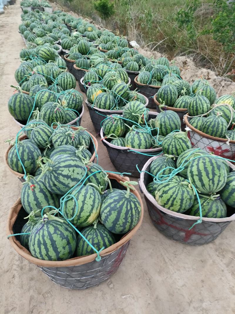 美都糖度13以上