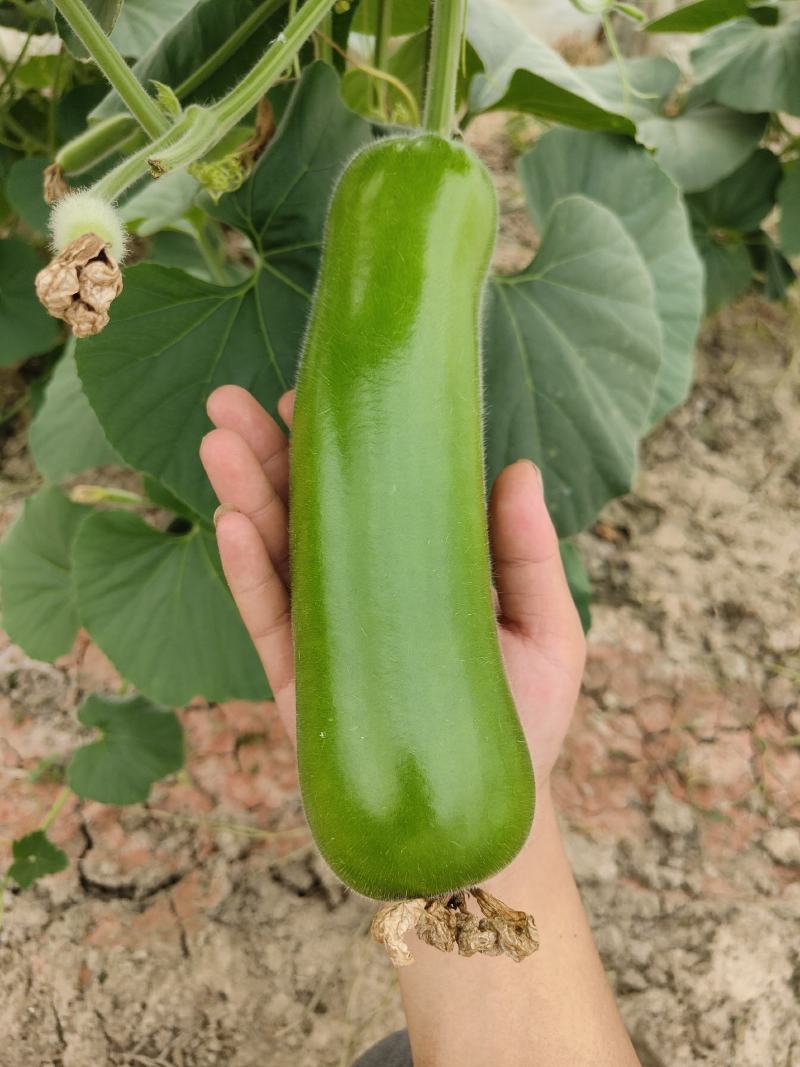 瓠子