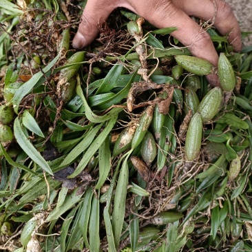 双叶小果石橄榄