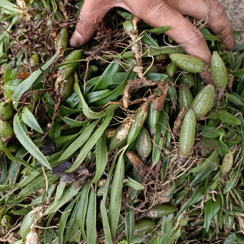 双叶小果石橄榄