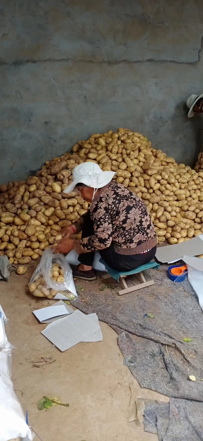 山东临沂荷兰十五土豆大量供应货源充足产地直销全国发货