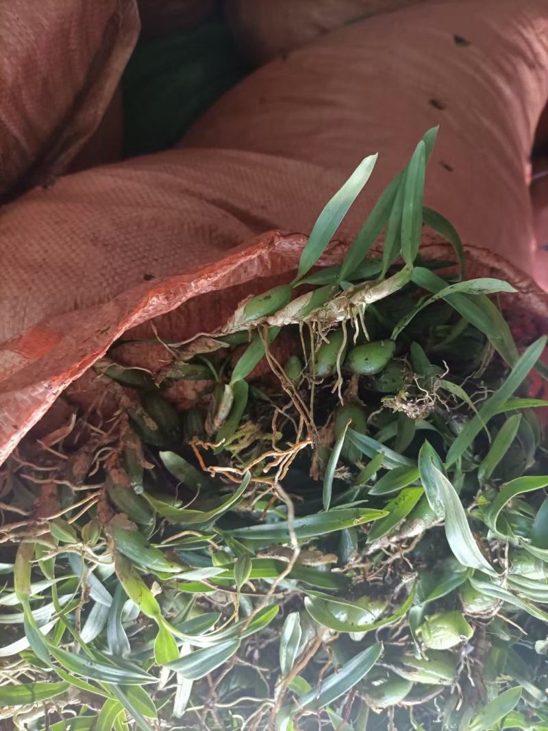双叶小果石橄榄