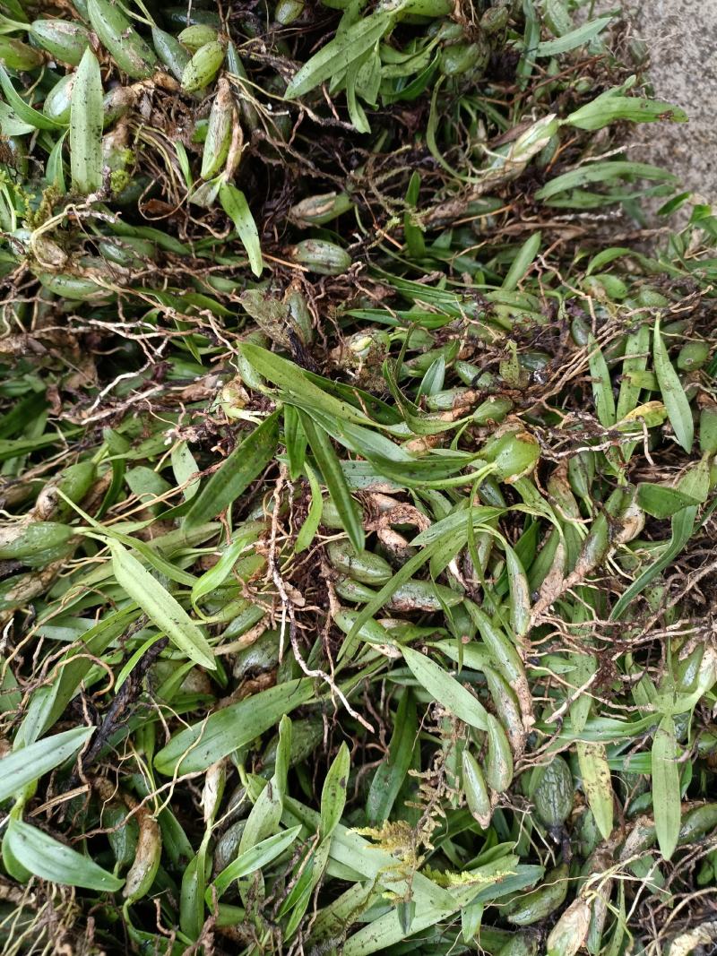 双叶小果石橄榄