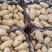 山东荷兰十五土豆大量供应货源充足产地直销全国发货