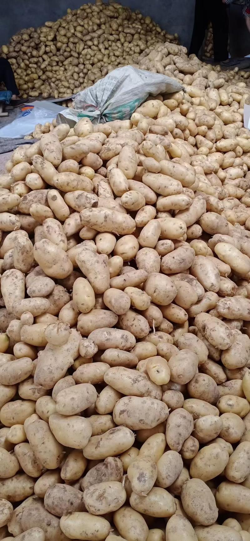 山东荷兰十五土豆大量供应货源充足产地直销全国发货