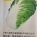 夏阳白菜种子抗热50天进口耐热耐湿春夏秋白菜种子