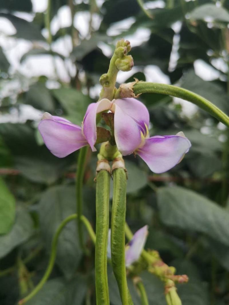 长豆角六号豆角种子抗病结荚多条形顺直无鼠尾耐光化小叶片