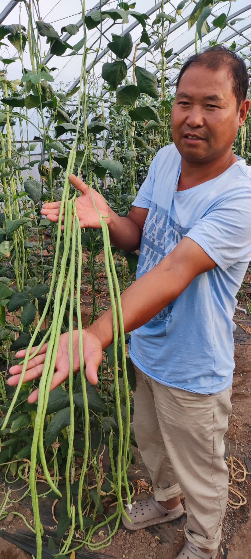 长豆角六号豆角种子抗病结荚多条形顺直无鼠尾耐光化小叶片