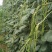 长豆角六号豆角种子抗病结荚多条形顺直无鼠尾耐光化小叶片