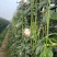 长豆角六号豆角种子抗病结荚多条形顺直无鼠尾耐光化小叶片