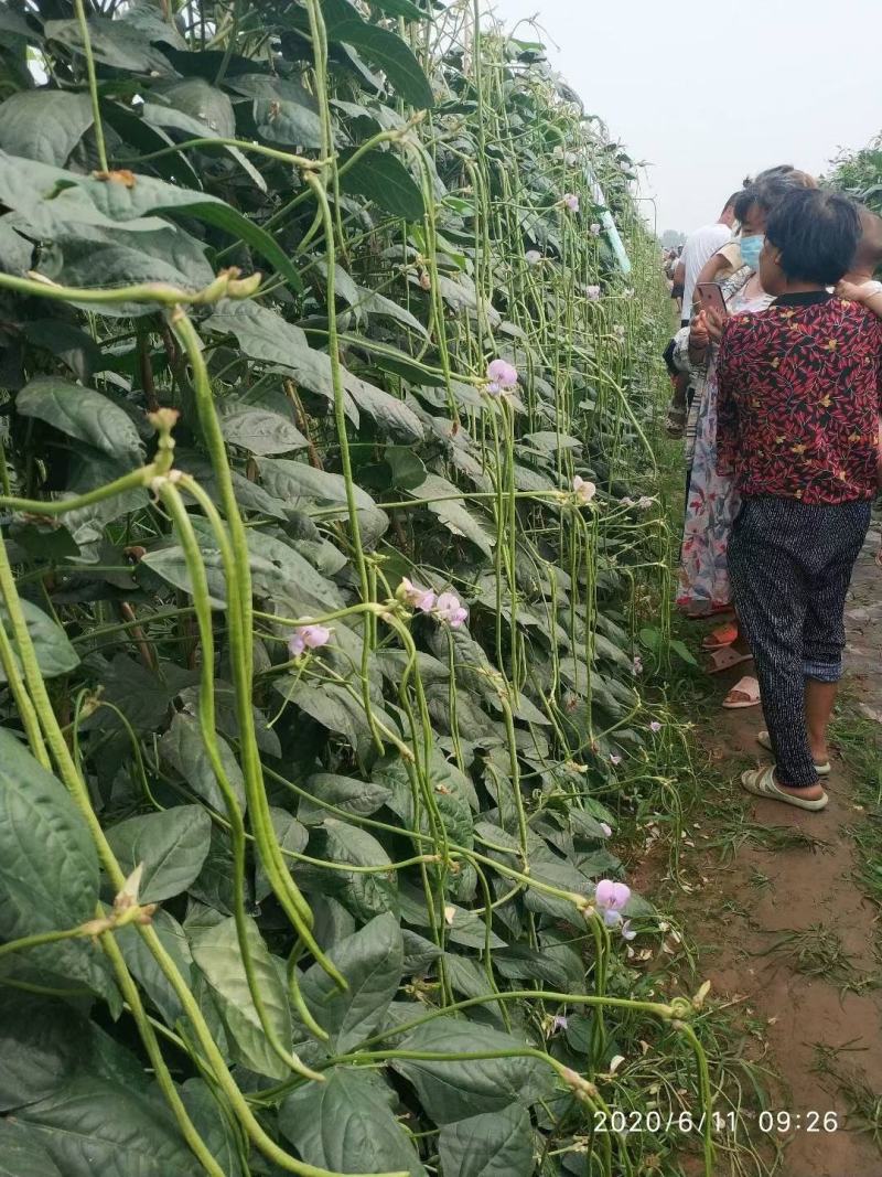 长豆角六号豆角种子抗病结荚多条形顺直无鼠尾耐光化小叶片