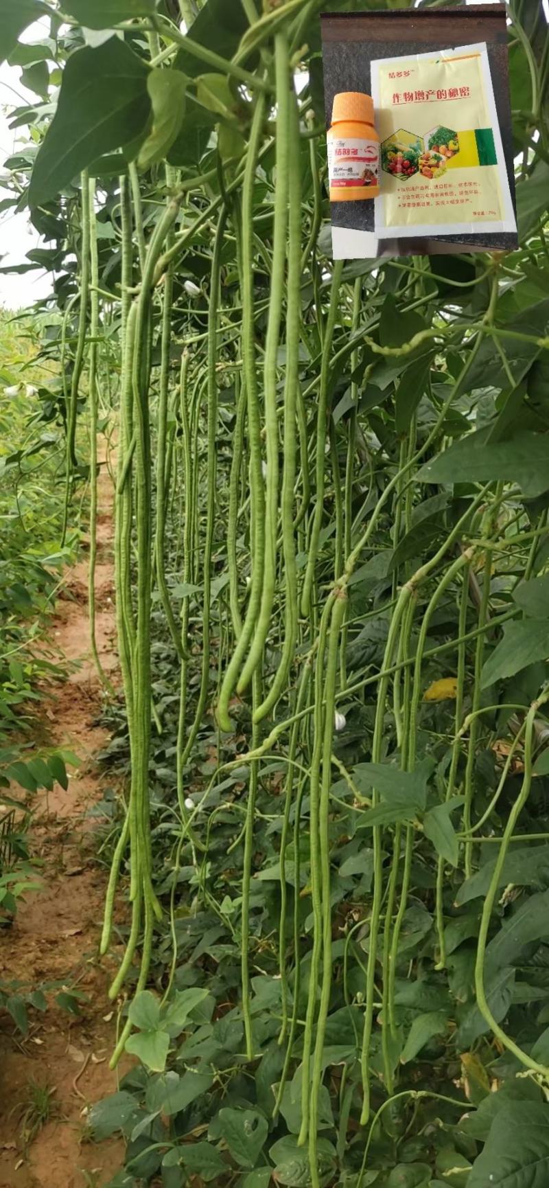 长豆角六号豆角种子抗病结荚多条形顺直无鼠尾耐光化小叶片