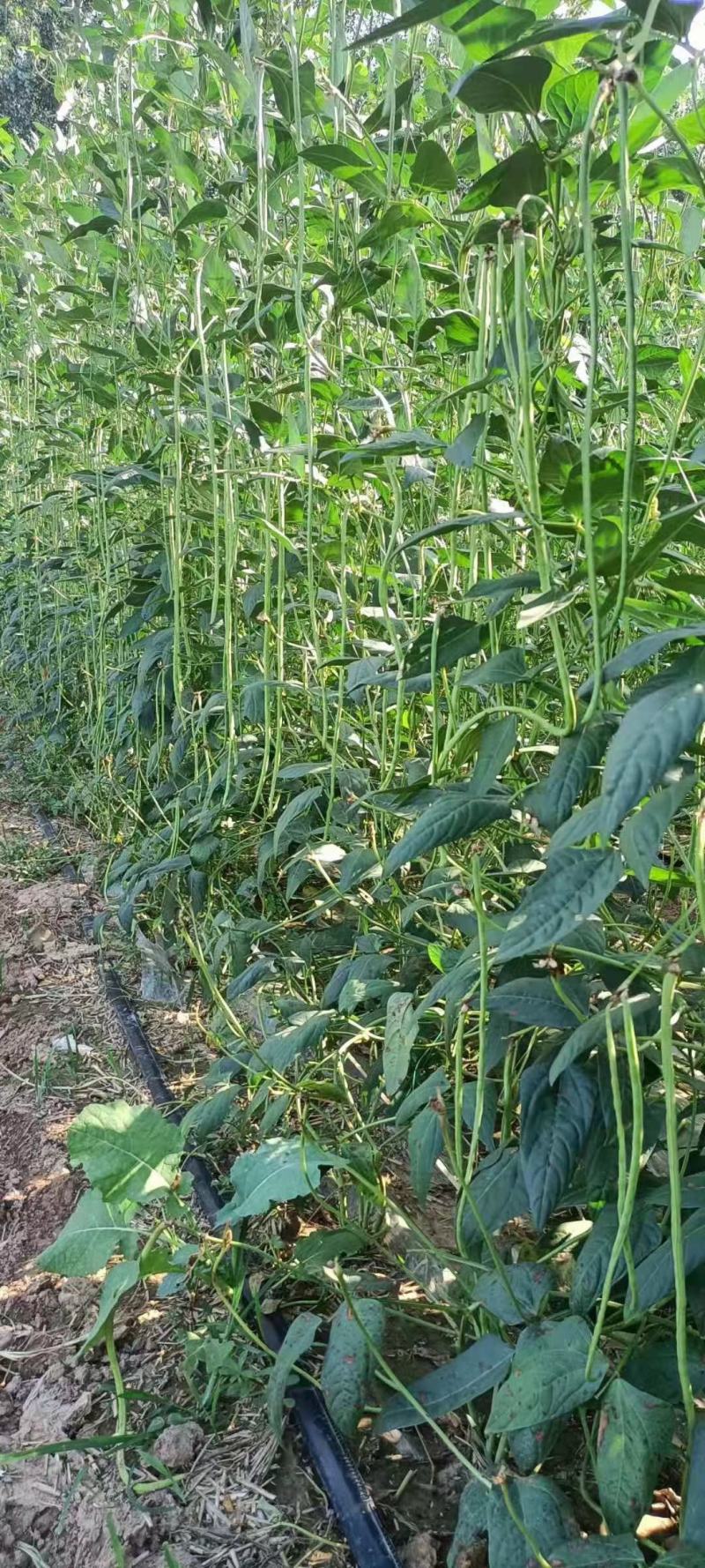 长豆角六号豆角种子抗病结荚多条形顺直无鼠尾耐光化小叶片