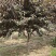 出售6/12公分红叶碧桃