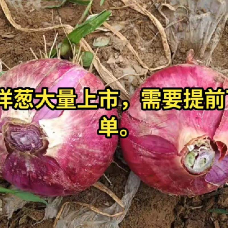 定州洋葱