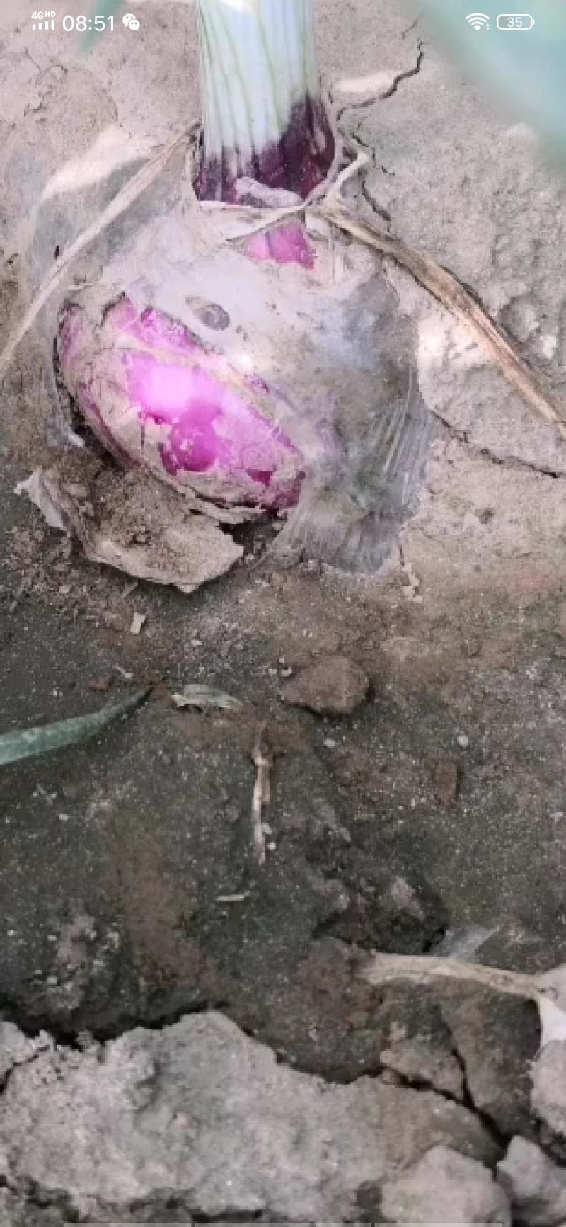 定州洋葱