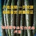 青脆油亮王黄瓜种子早熟品种抗病把短条直果肉翠绿高产无棱