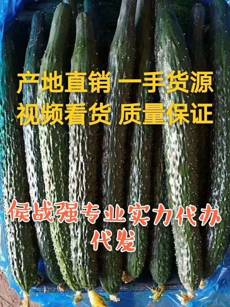 青脆油亮王黄瓜种子早熟品种抗病把短条直果肉翠绿高产无棱