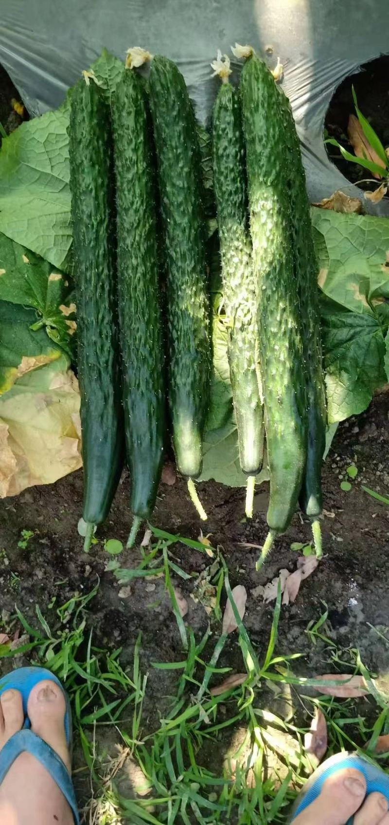 青脆油亮王黄瓜种子早熟品种抗病把短条直果肉翠绿高产无棱