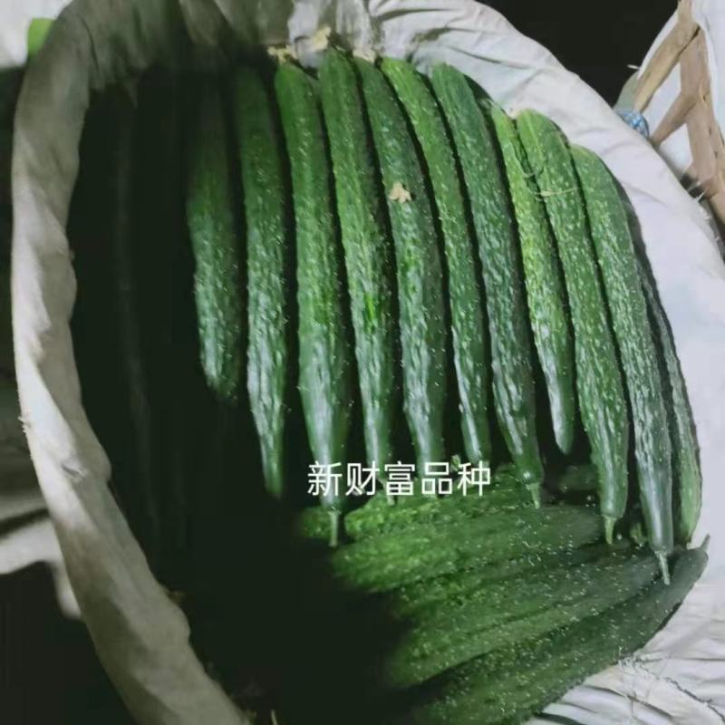 青脆油亮王黄瓜种子早熟品种抗病把短条直果肉翠绿高产无棱