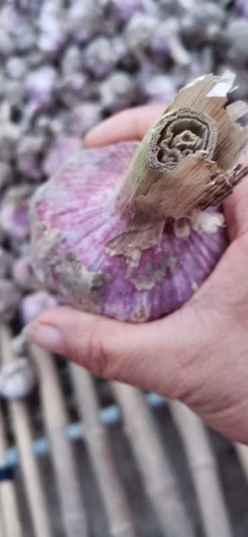 红蒜分级干蒜质量保证，代发全国各地电商。精品筛选