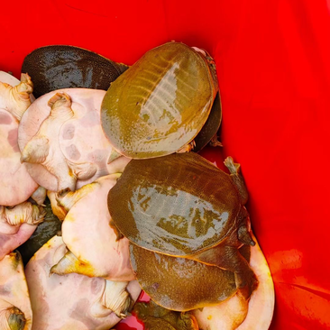 外塘黄沙鳖1.5-3斤大黄公甲鱼顺丰快递包活