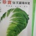 珍宝50天夏阳白菜种子夏季早熟抗热抗病秋季大白菜