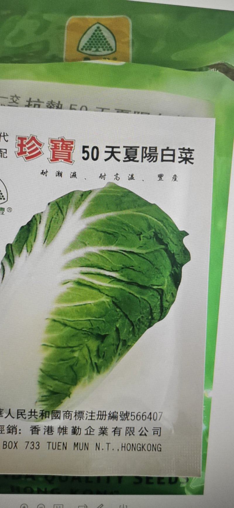 珍宝50天夏阳白菜种子夏季早熟抗热抗病秋季大白菜