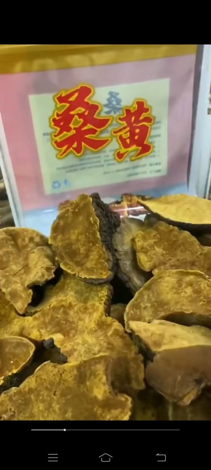 野生桑黄，川西高原
