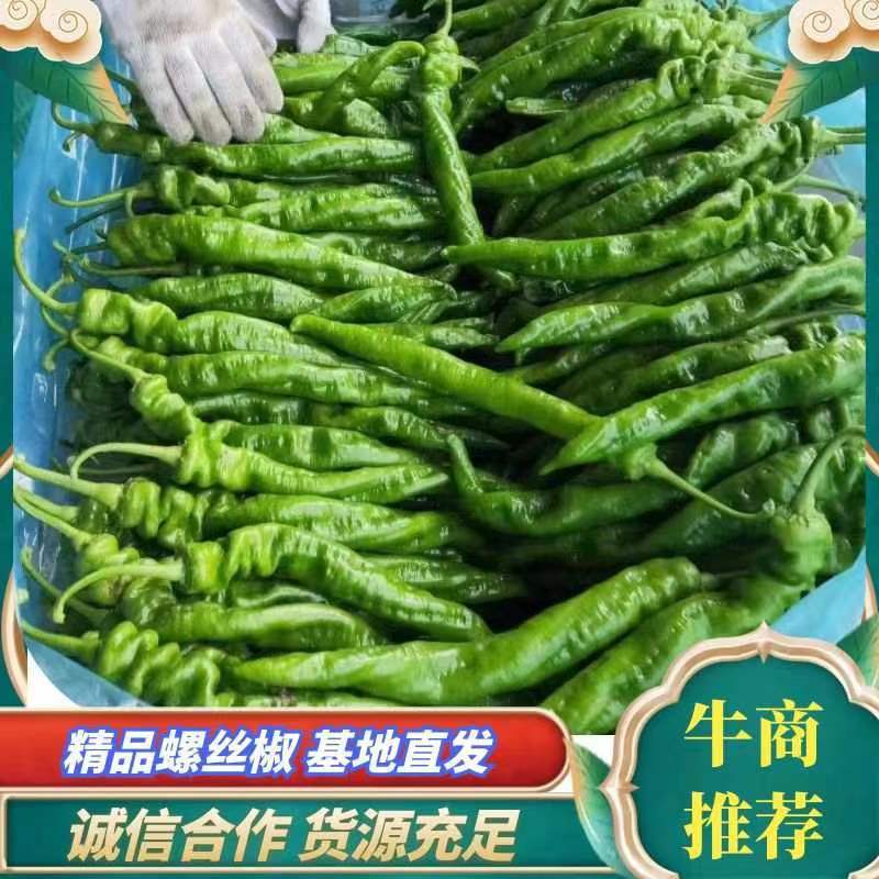 芜湖椒15~20厘米中辣青，代发全国