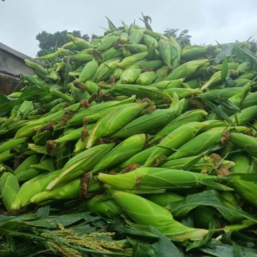 精品万糯，诚信团队代办代发有需要联系工厂货市场货都可以