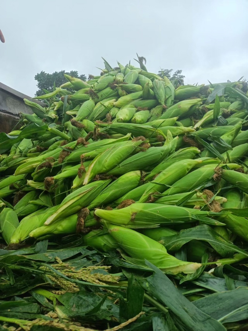 精品万糯，诚信团队代办代发有需要联系工厂货市场货都可以