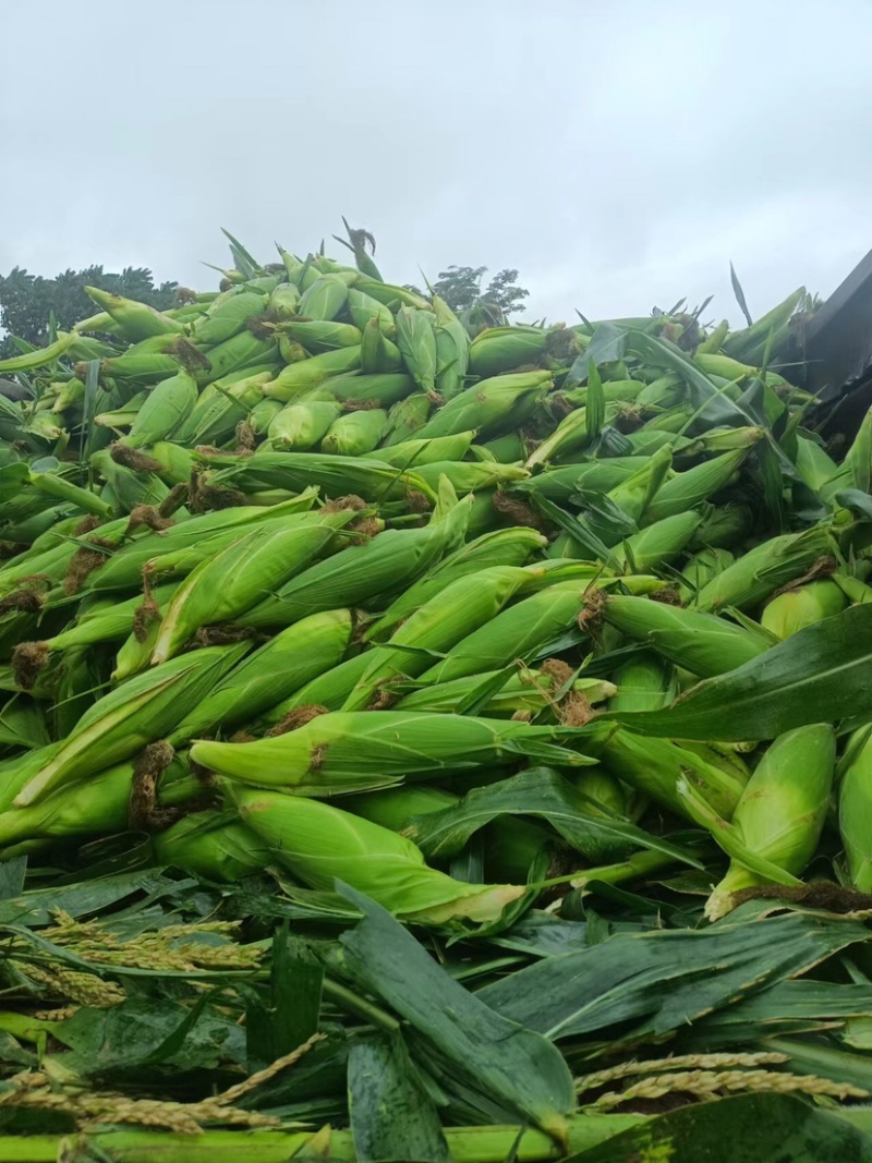 精品万糯，诚信团队代办代发有需要联系工厂货市场货都可以