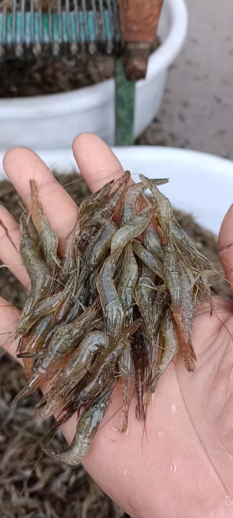 河虾虾