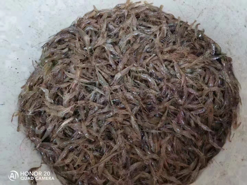 河虾虾