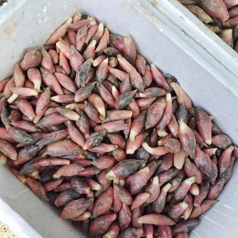 新鲜洋荷嫩芽、新鲜洋荷（基地直供）