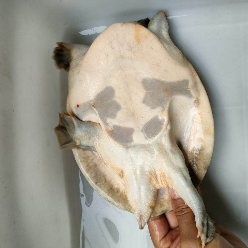 土甲鱼精品甲鱼一手货源批发/零售