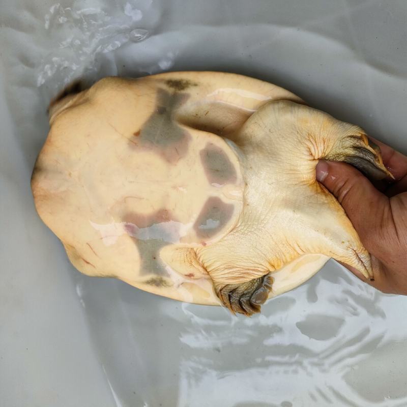 土甲鱼精品甲鱼一手货源批发/零售